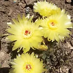 Mariza Appartamento Pola