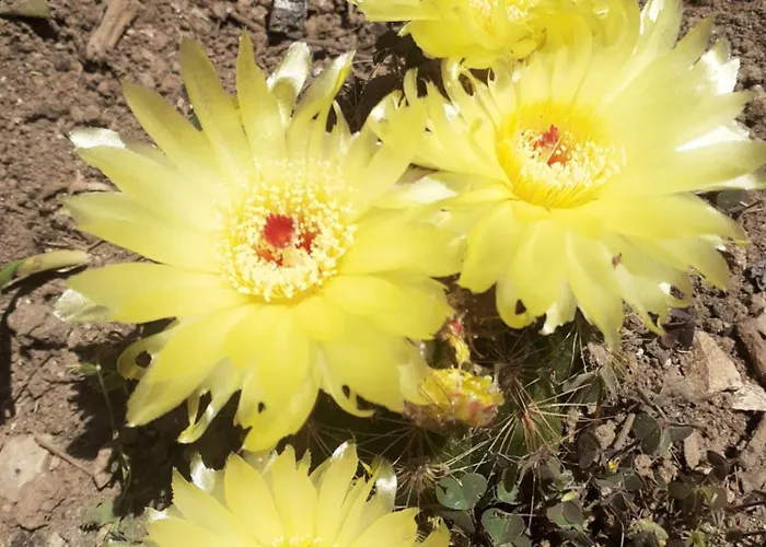 Mariza Apartamento Pula