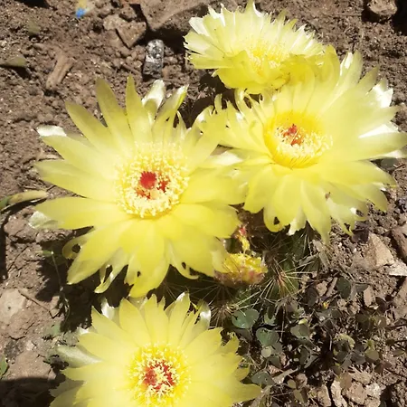 Mariza Appartamento Pola